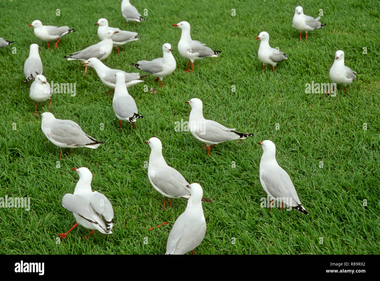Birds, sydney, australia Stock Photo Alamy