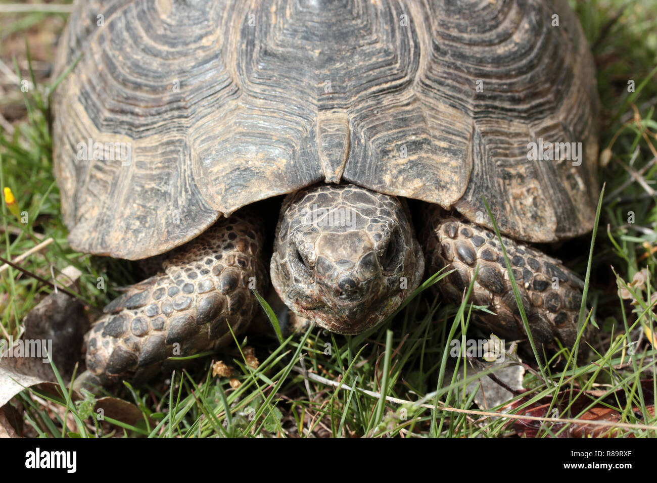 Tortoise on green grass Stock Photo - Alamy