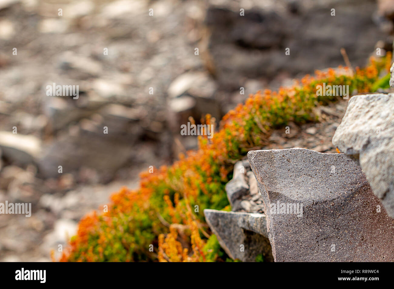sharp cracked rocks along the slope of mount rainier Stock Photo - Alamy