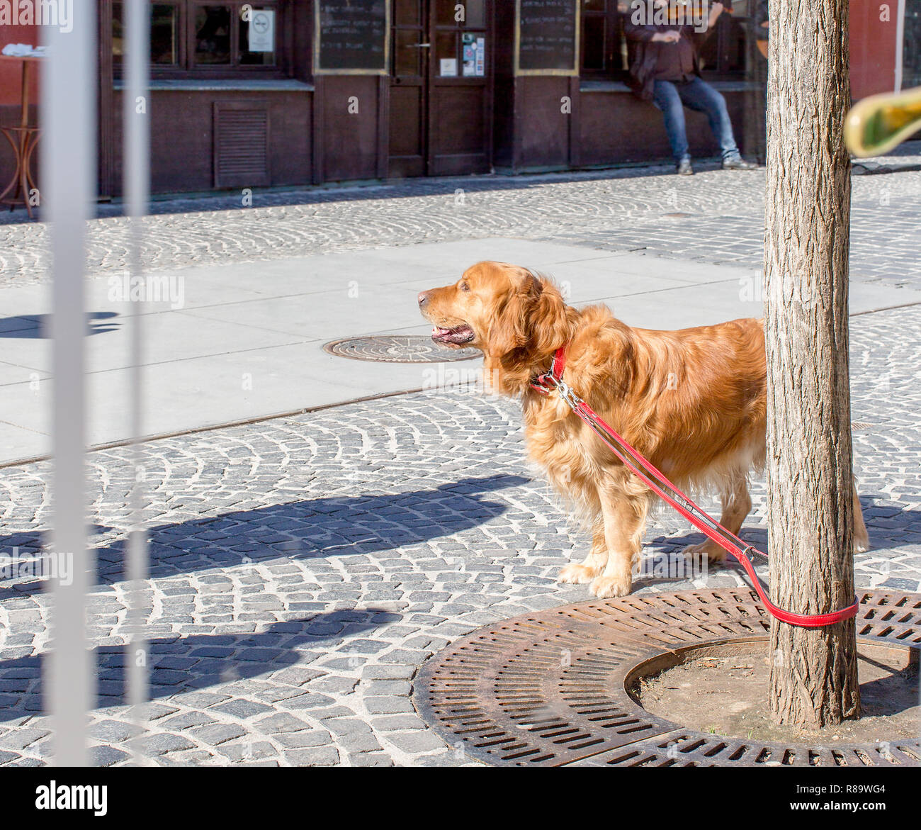 Golden Retriever dog, tied to a tree and waiting for its owner, the view from the cafe window Stock Photo