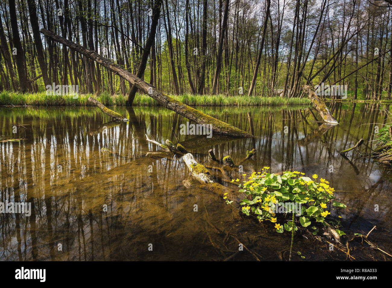 River Dajna near Mragowo, Poland, early spring time. Stock Photo