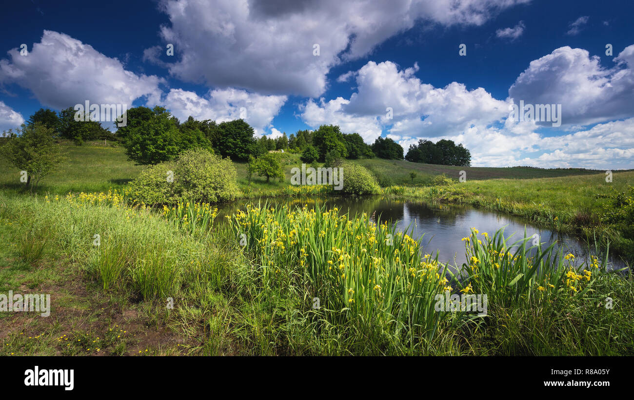 Spring time in polish countryside. Green vegetation on meadow. Small water pond. Stock Photo