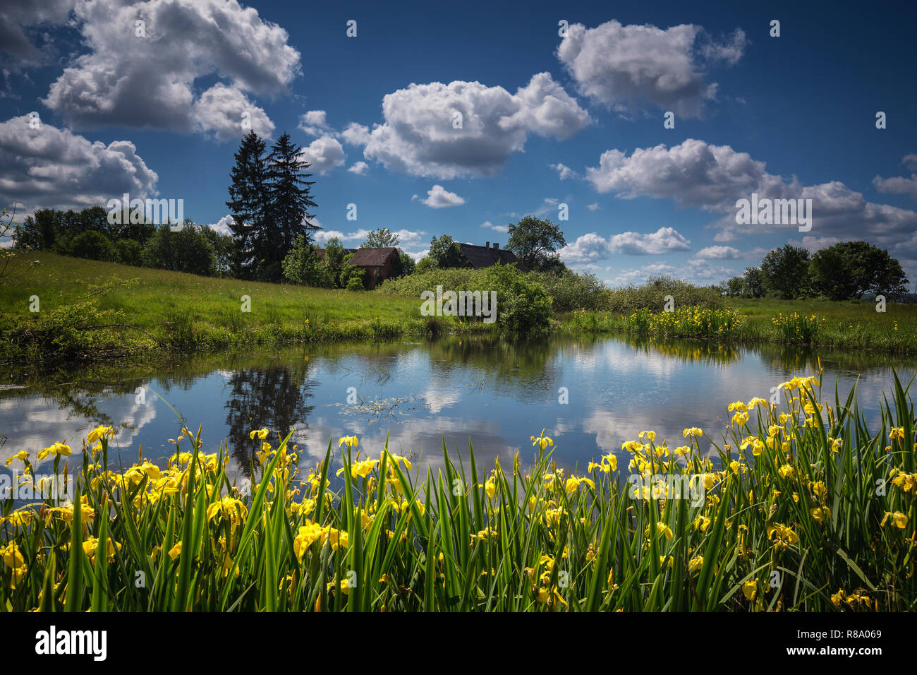 Spring time in polish countryside. Green vegetation on meadow. Small water pond. Stock Photo