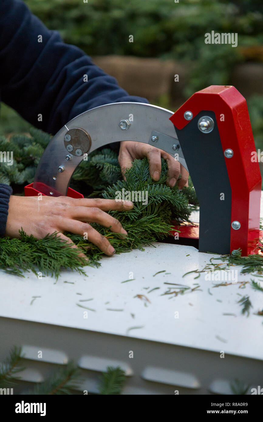 A young Woman using a wreath making machine to make Christmas wreaths