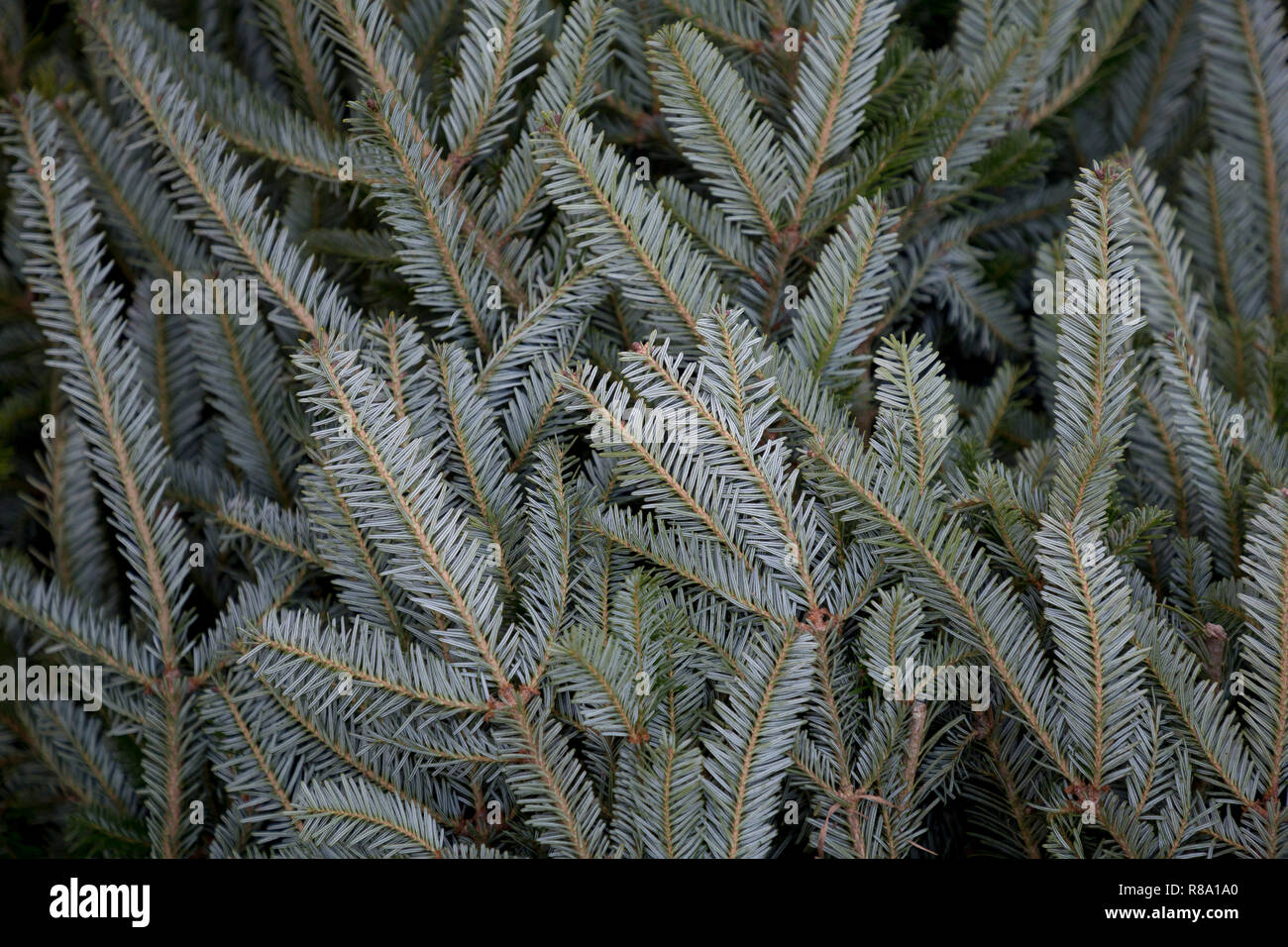 Foliage of Abies fraseri Stock Photo