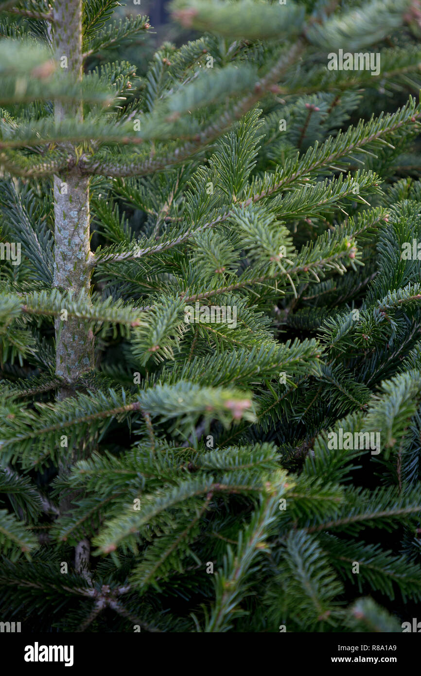 Foliage of Abies nordmanniana Stock Photo