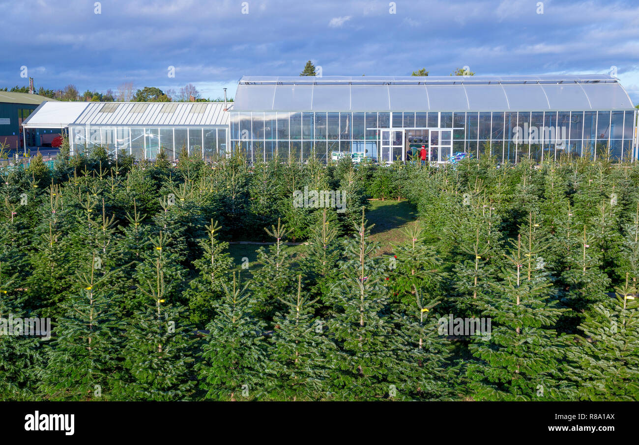 Christmas tree maze hires stock photography and images Alamy