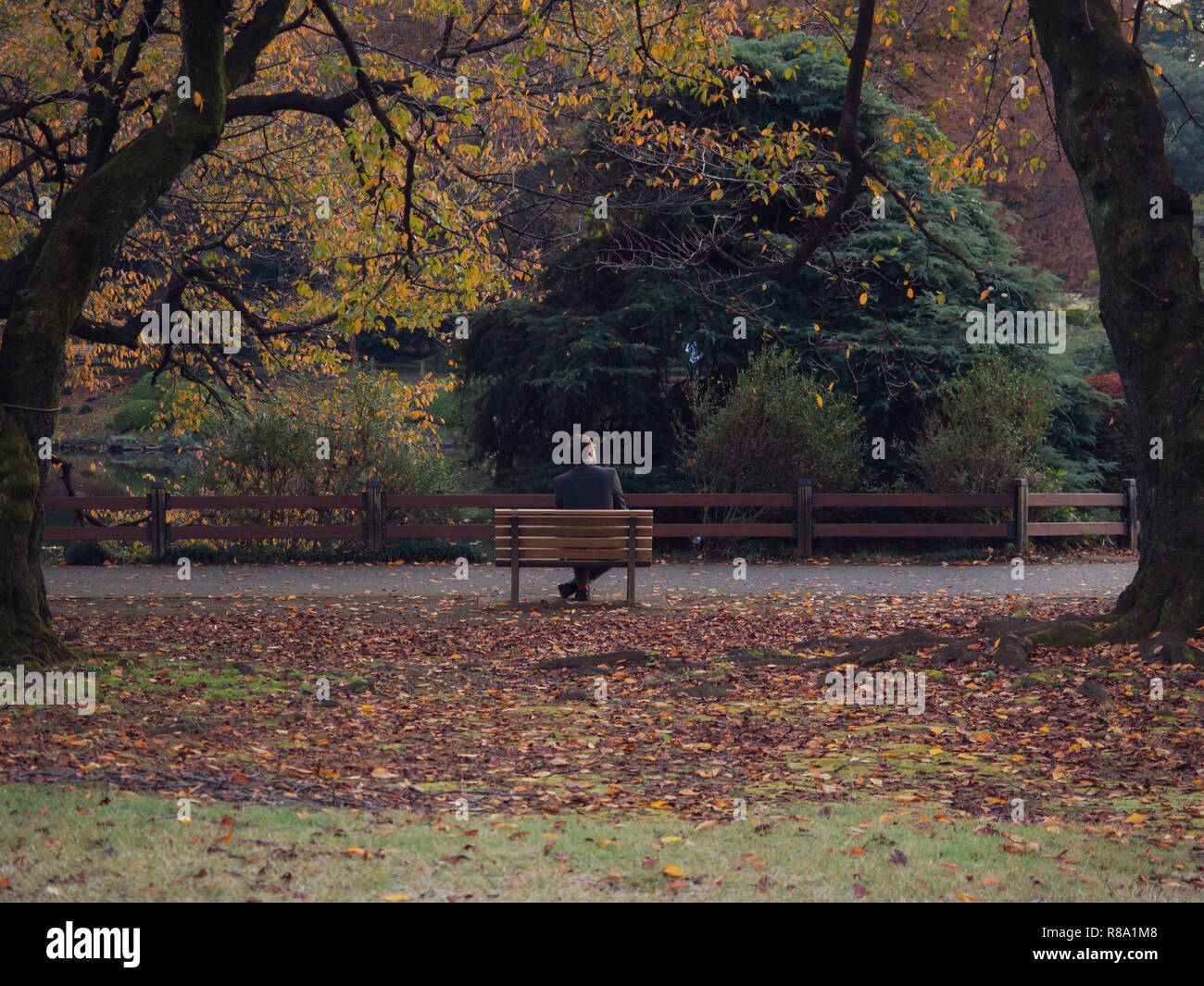 A lonely man sat on a park bench in Autumn by himself Stock Photo - Alamy