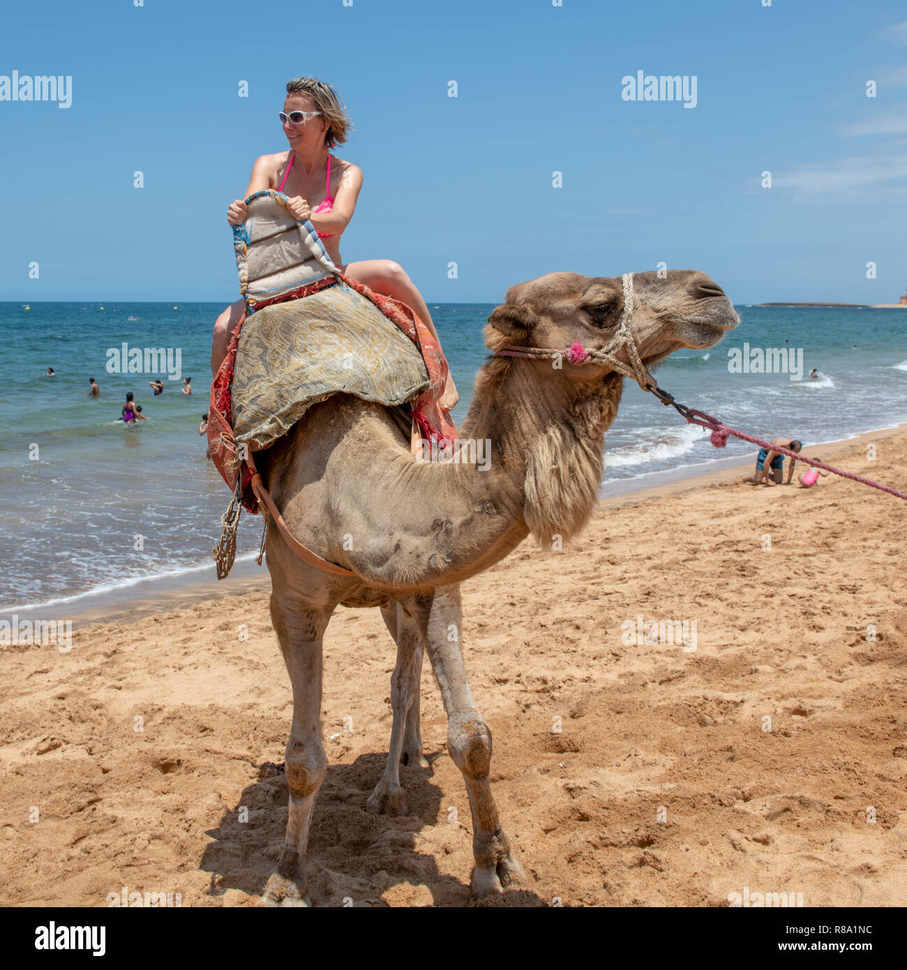 A Woman Rides Atop A Camel On The Beaches Of Bouznika Casablanca Settat Benslimane Morocco Stock Photo Alamy