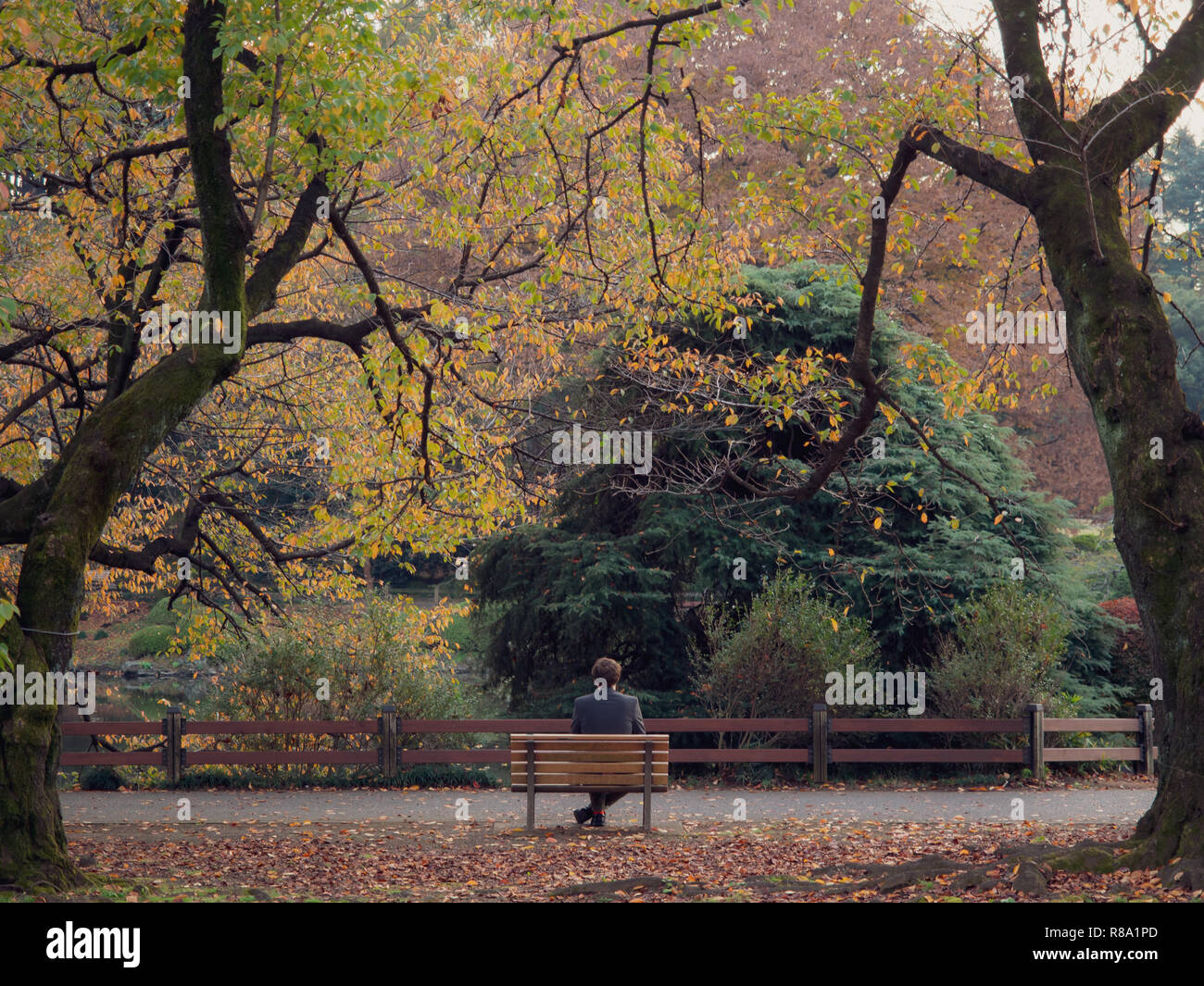 A lonely man sat on a park bench in Autumn by himself Stock Photo - Alamy