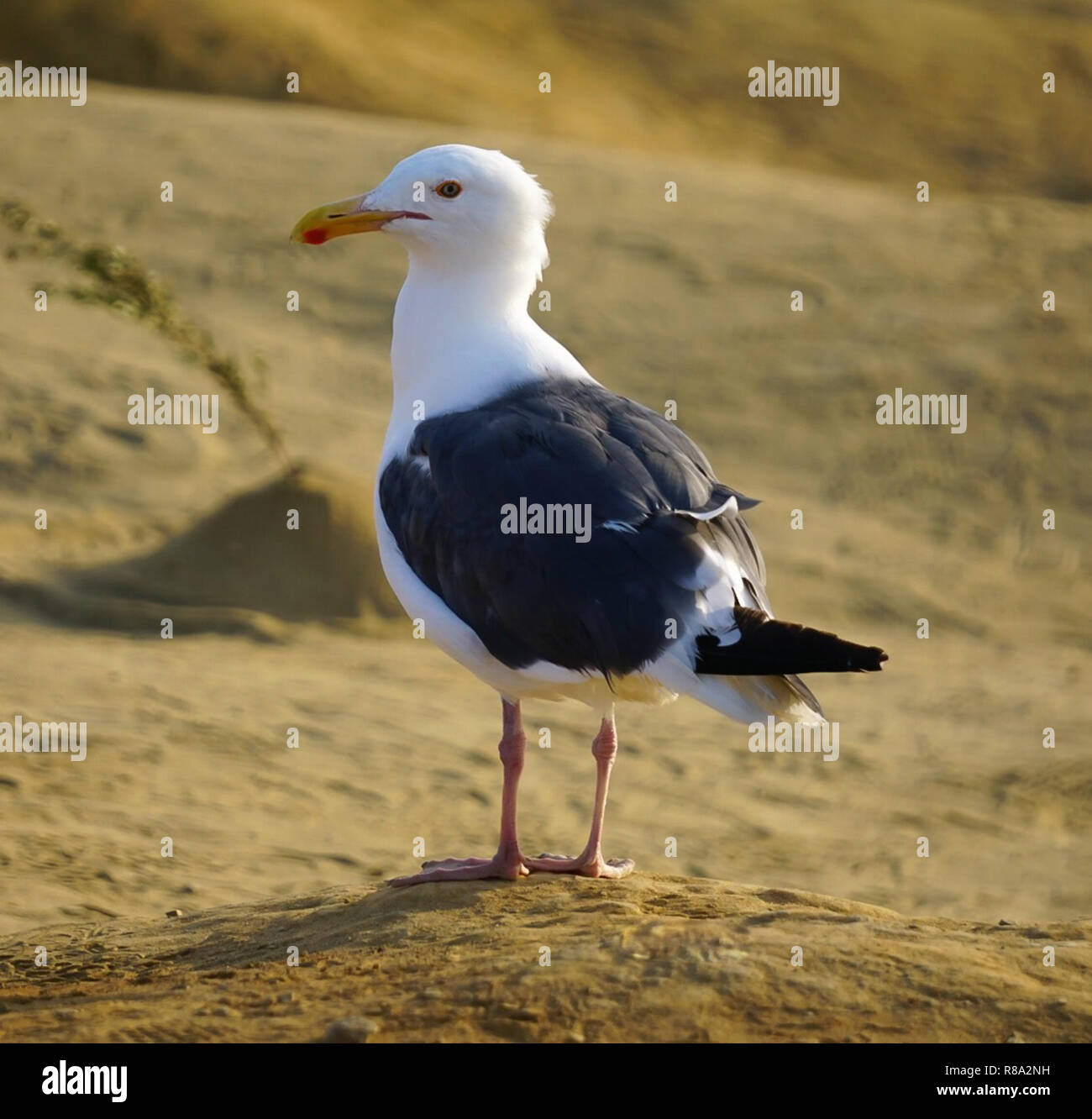 A white and black seagull standing on the sand Stock Photo
