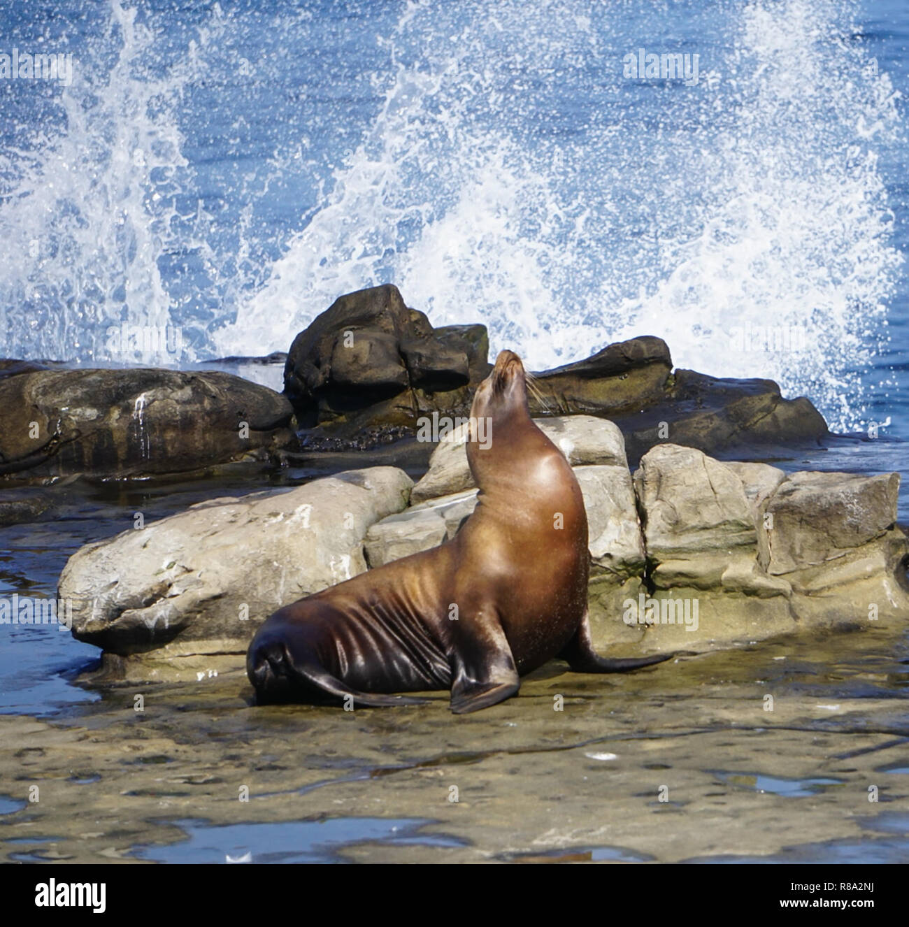A Sea Lion on the rocks with the waves of the ocean splashing on the California Coast Stock Photo