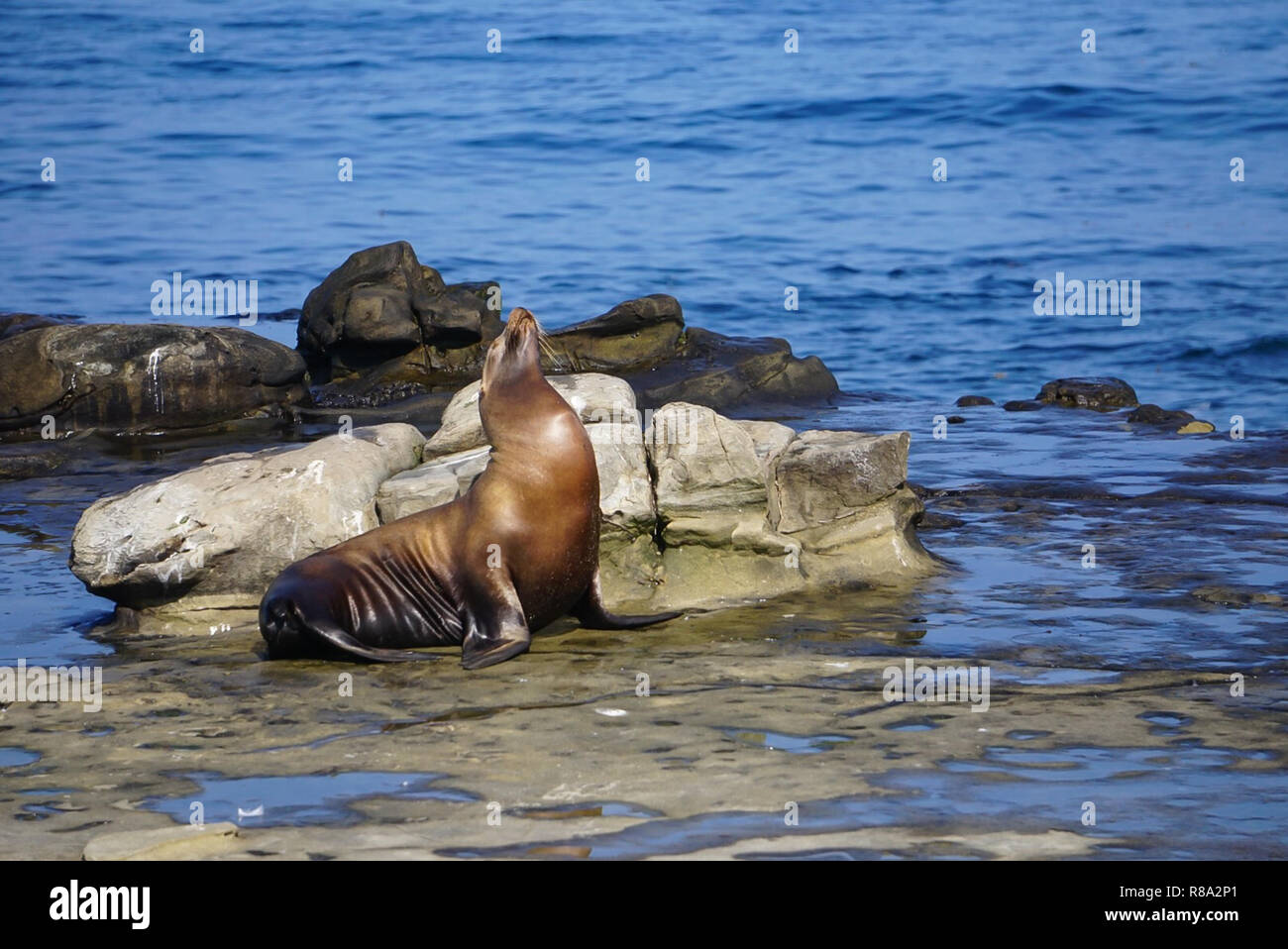 A Sea Lion sitting on the rocks at the edge of the Pacific Ocean on the California Coast Stock Photo