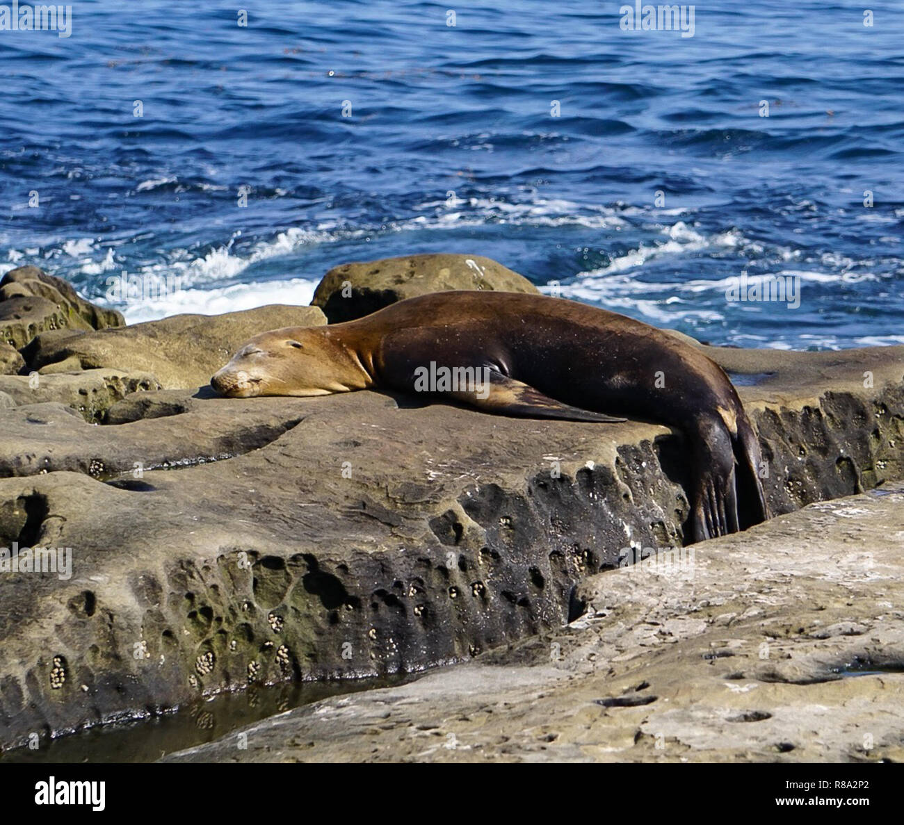A Brown Sea Lion playing on the rocks at the ocean of the beach on the California Coast Stock Photo