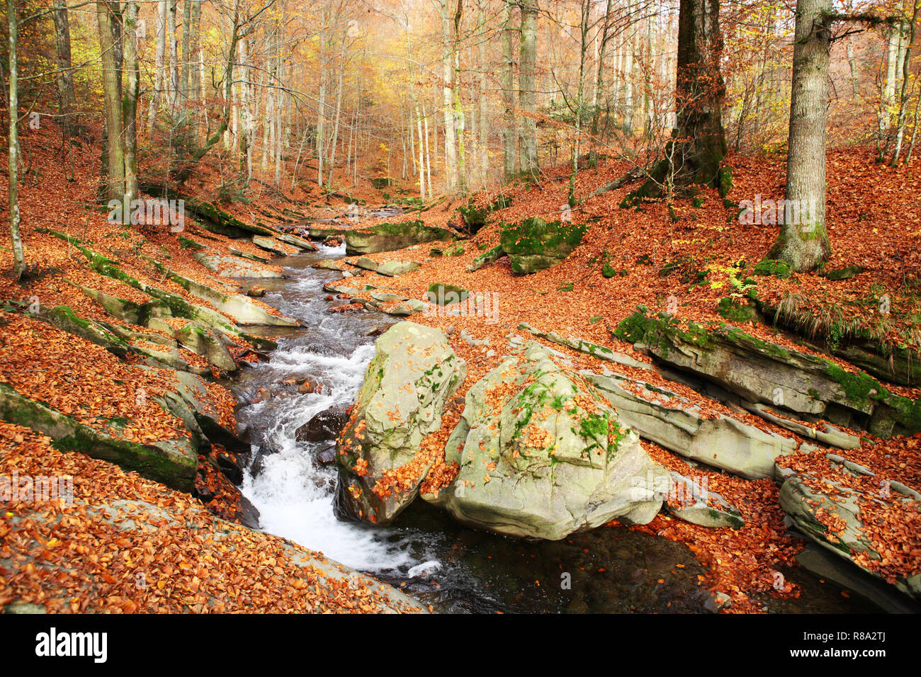 Stream in the autumn beech forest in the mountains Stock Photo - Alamy