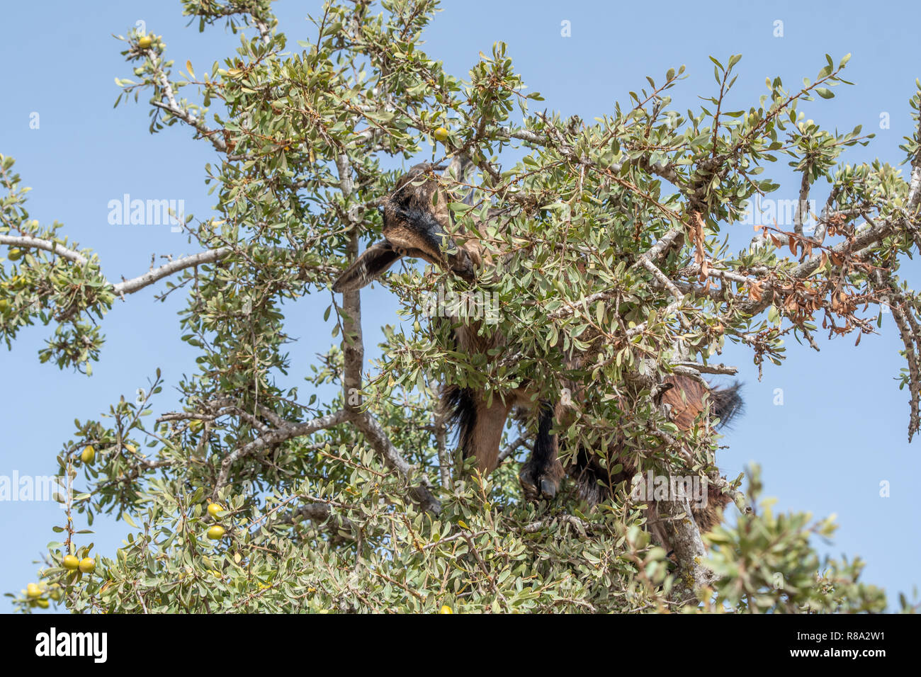 Lone Goat Climbing on Argan Tree, Essaouira, Morocco Stock Photo