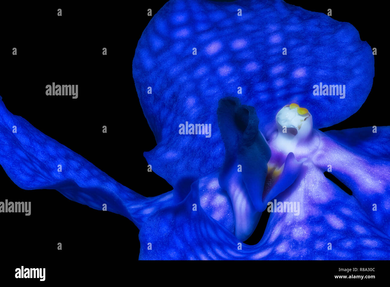 Orchid light blue background hi-res stock photography and images - Alamy
