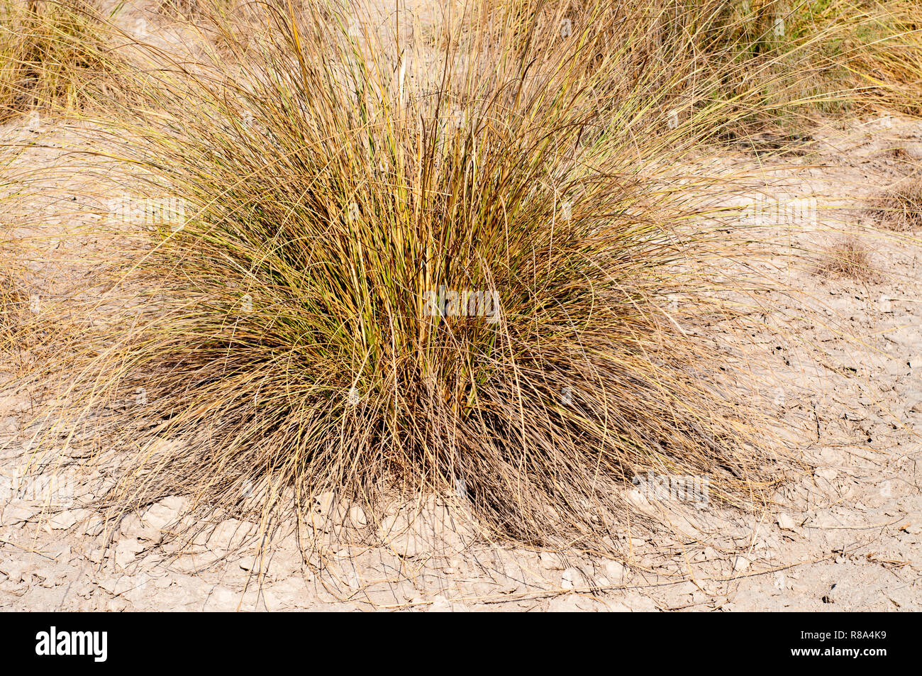 Marram grass in the Thar desert Stock Photo