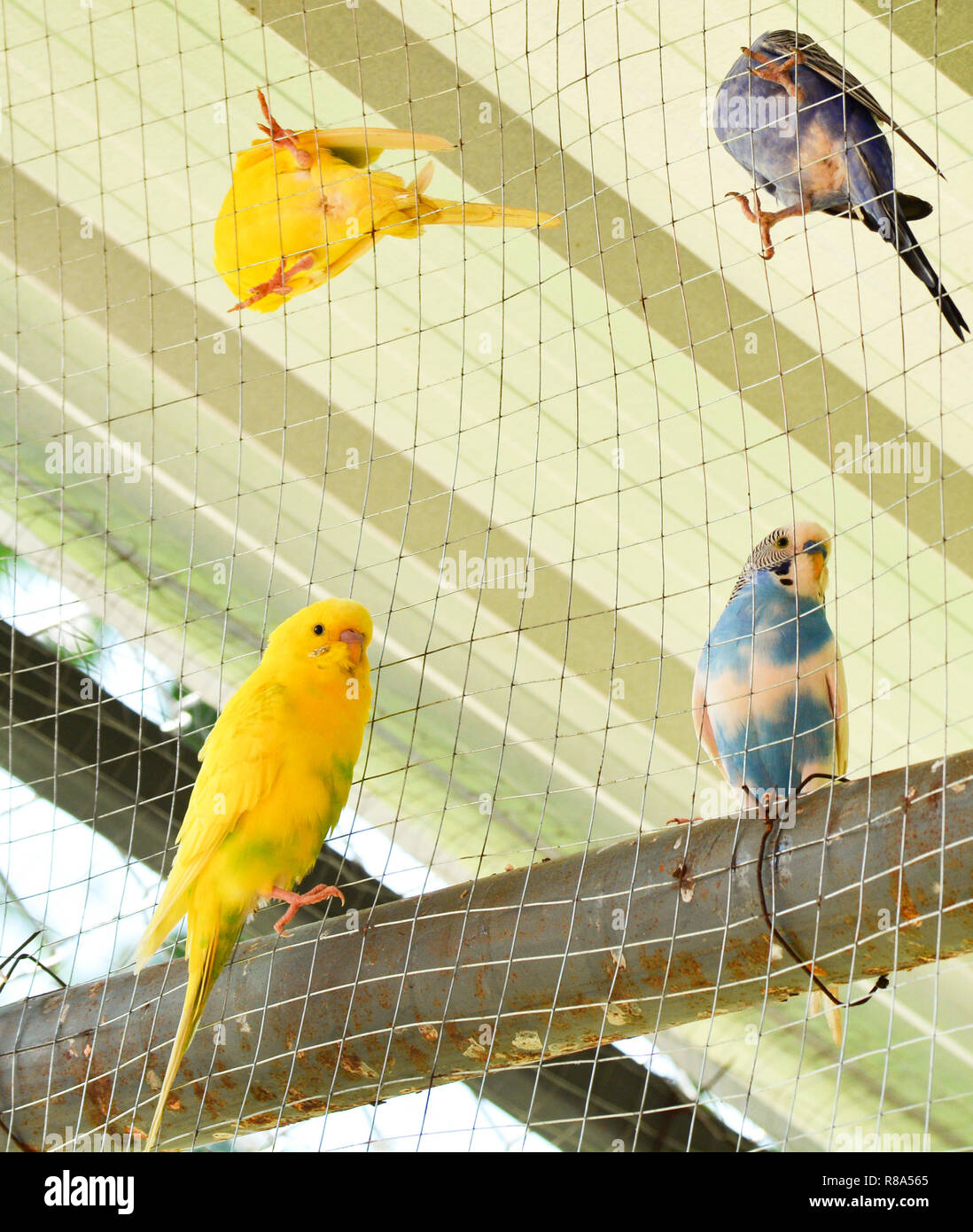 Parrot In Cage Blue And Yellow Budgie Parrot Pet Bird Budgerigar Parakeet Common In The Cage