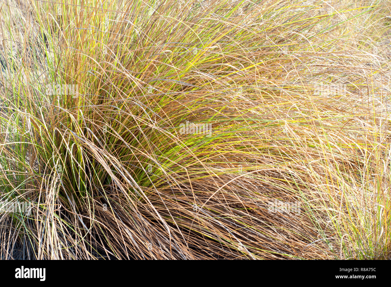 Close up of a Marram grass in the desert Stock Photo