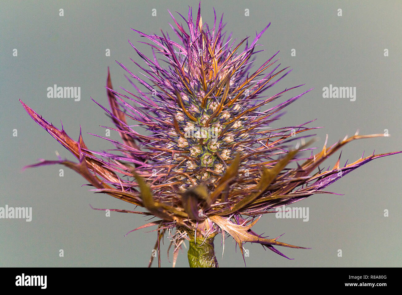 Close up wild flowers in garden Stock Photo - Alamy