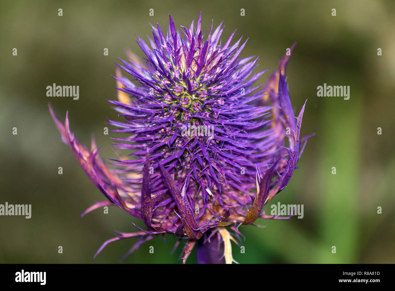 Close up wild flowers in garden Stock Photo - Alamy