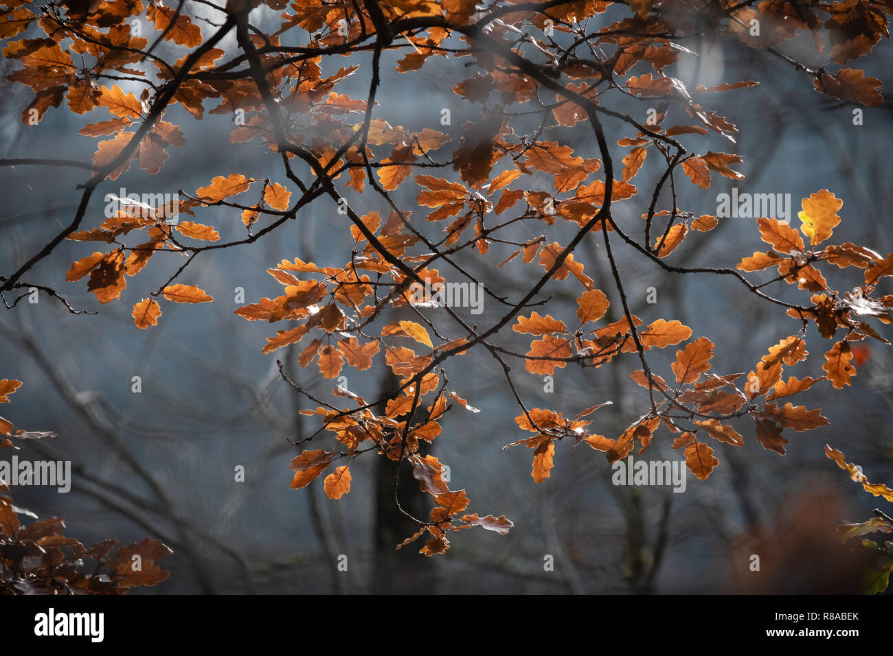 Autumnal forest. Leaves of yellow and orange colors in the branches of trees Stock Photo