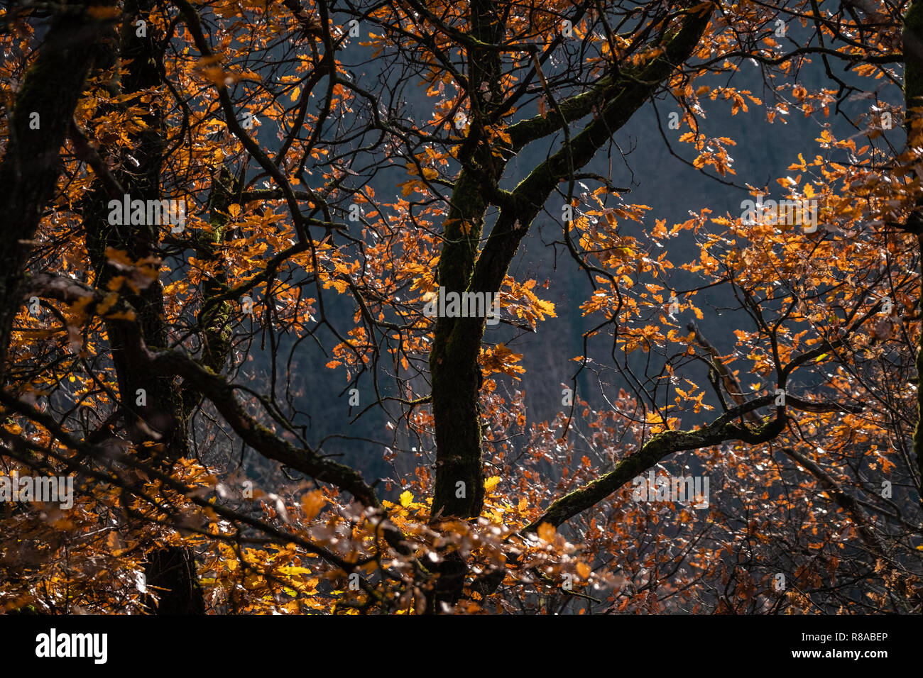 Autumnal forest. Leaves of yellow and orange colors in the branches of trees Stock Photo