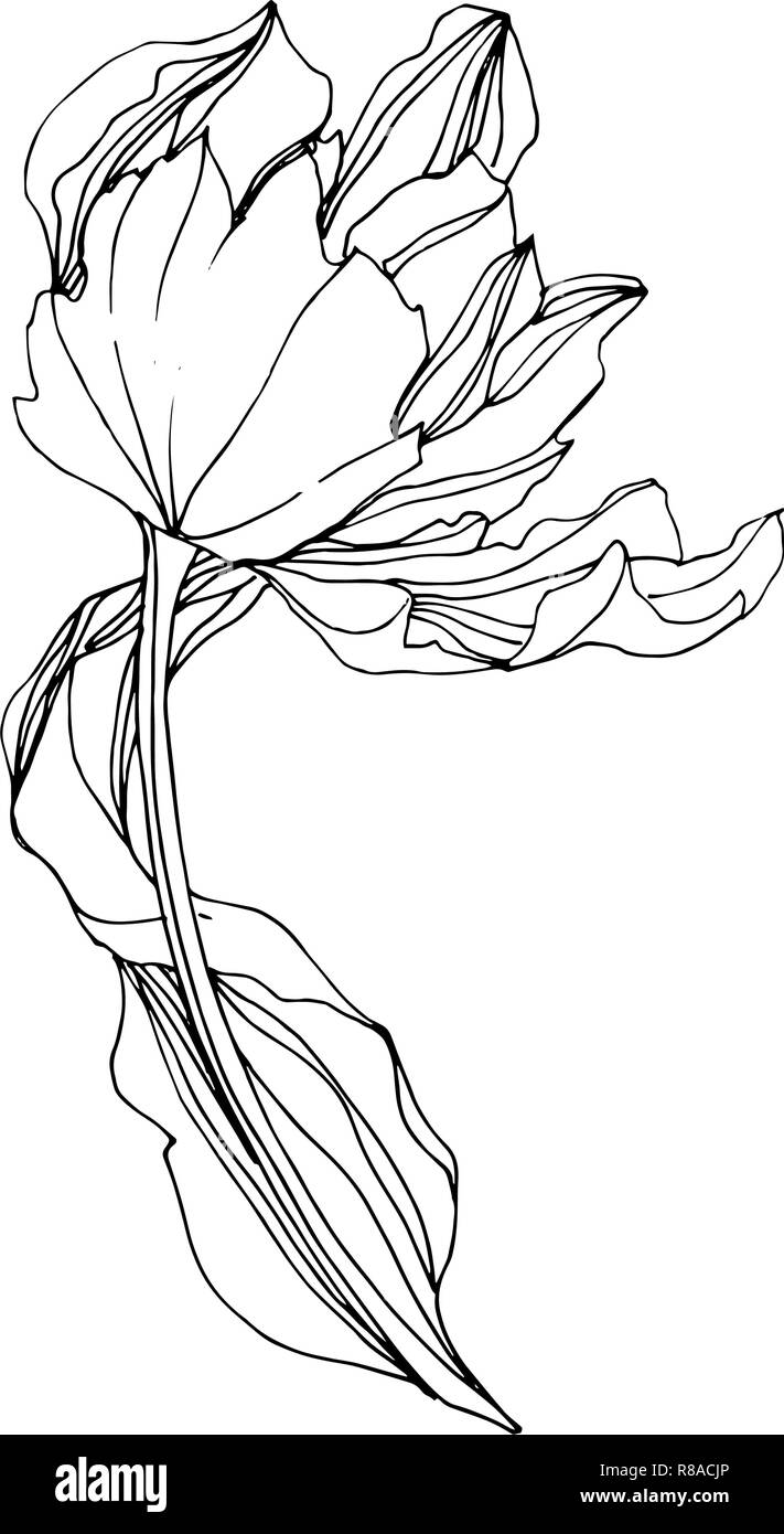 Vector Tulip Black and white engraved ink art. Floral botanical flower ...