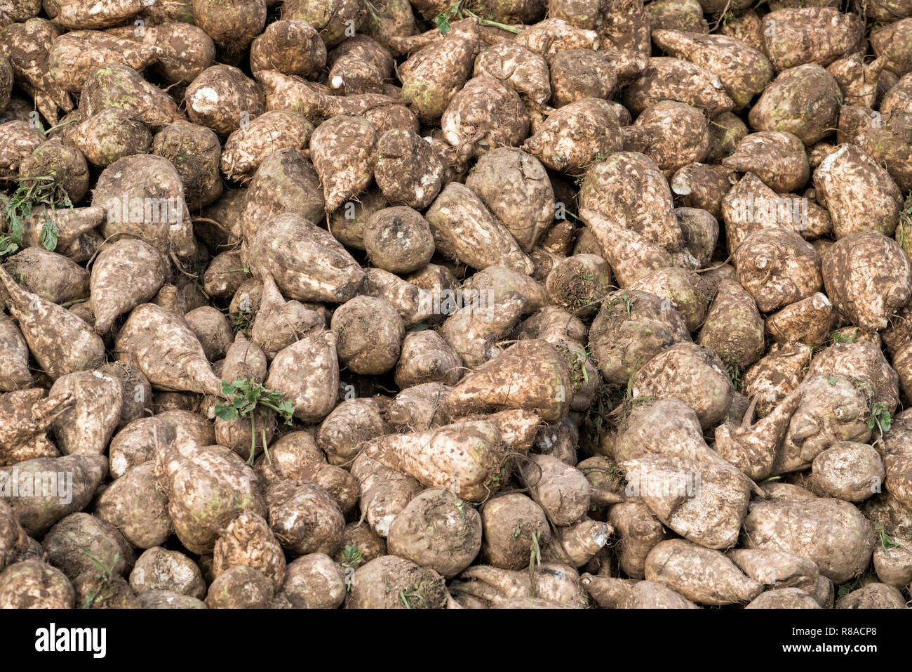 A clamp of sugarbeet near Oberweser, Upper Weser Valley,  Weser Uplands, Weserbergland, Hesse, Germany Stock Photo
