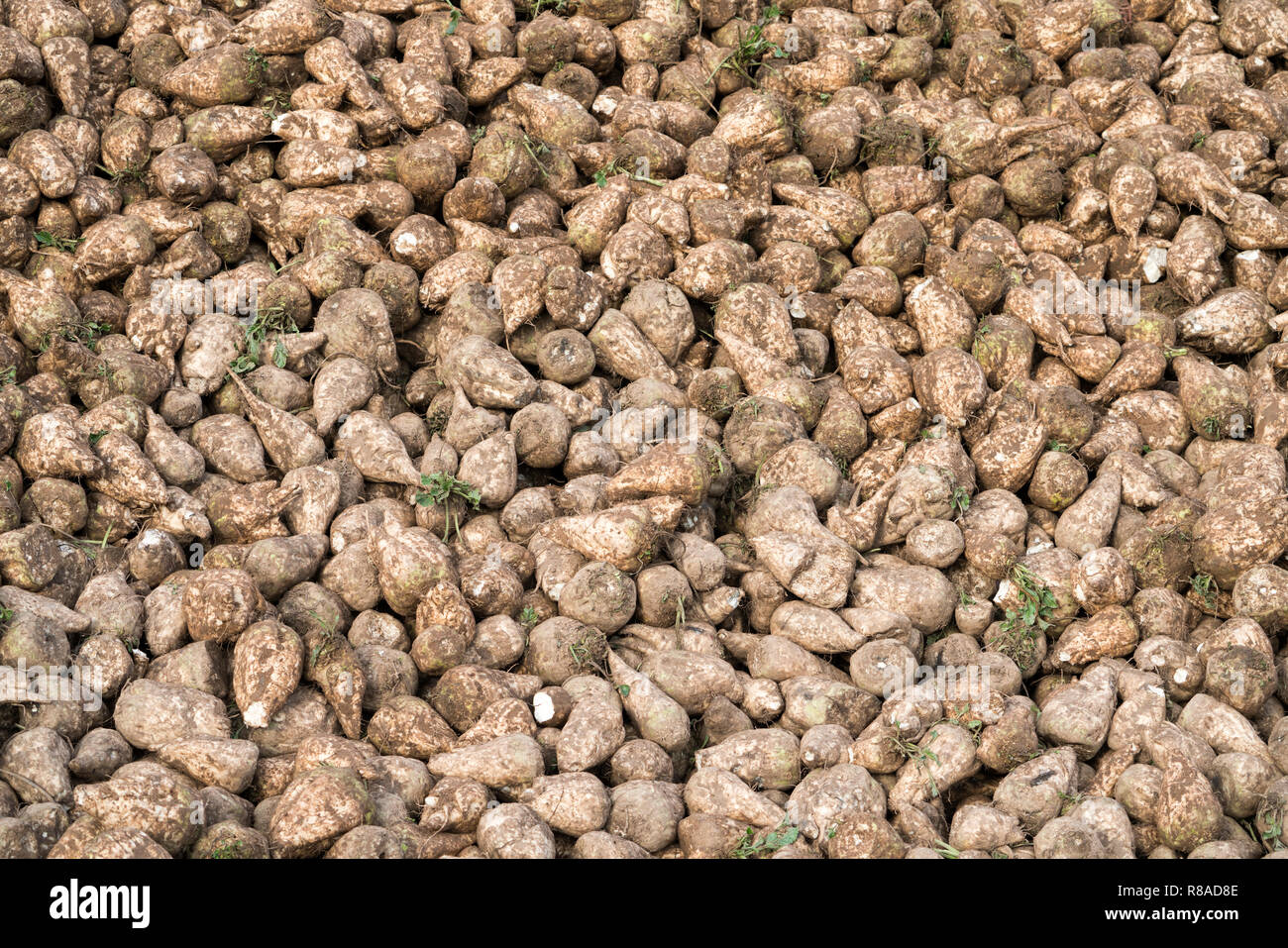 A clamp of sugarbeet near Oberweser, Upper Weser Valley,  Weser Uplands, Weserbergland, Hesse, Germany Stock Photo