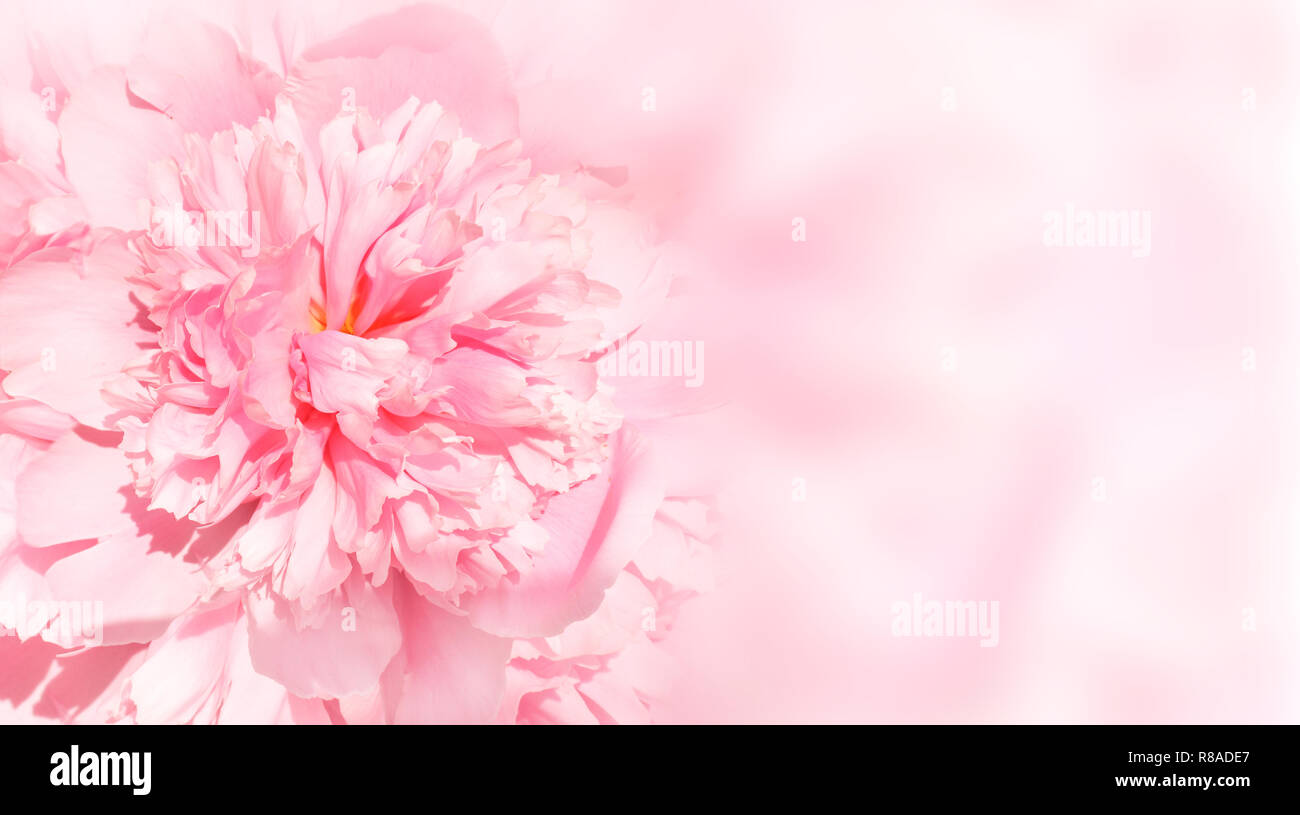 Flower of peony on pink background Stock Photo - Alamy