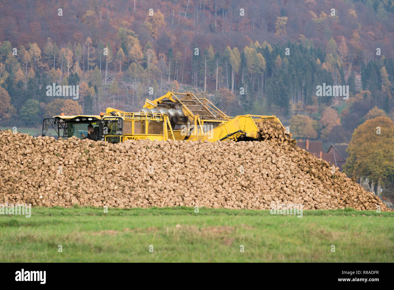 A Sugarbeet harvester, near Oberweser, Upper Weser Valley, Weser Uplands, Weserbergland, Hesse, Germany Stock Photo