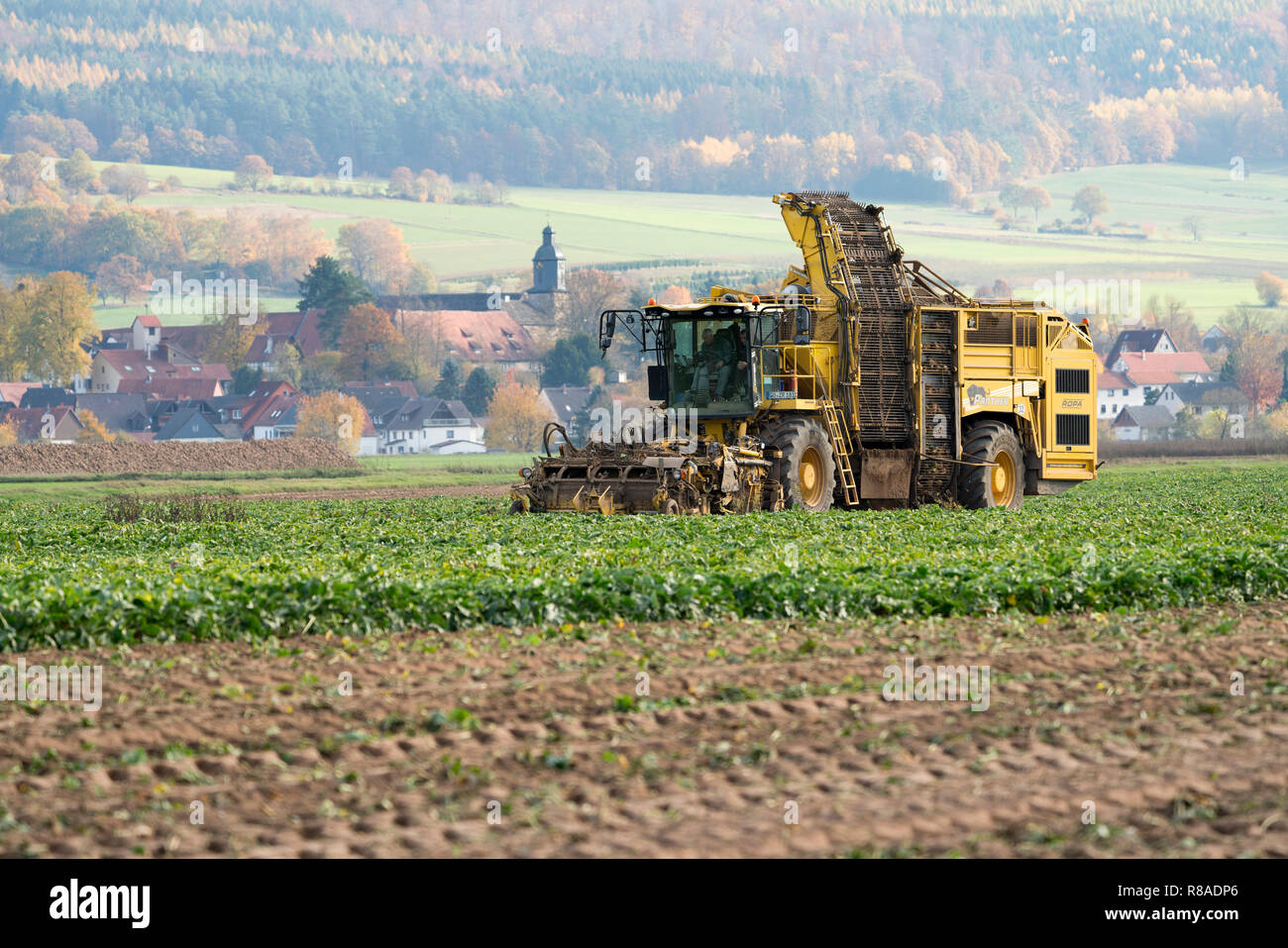 A Sugarbeet harvester, near Oberweser, Upper Weser Valley, Weser Uplands, Weserbergland, Hesse, Germany Stock Photo