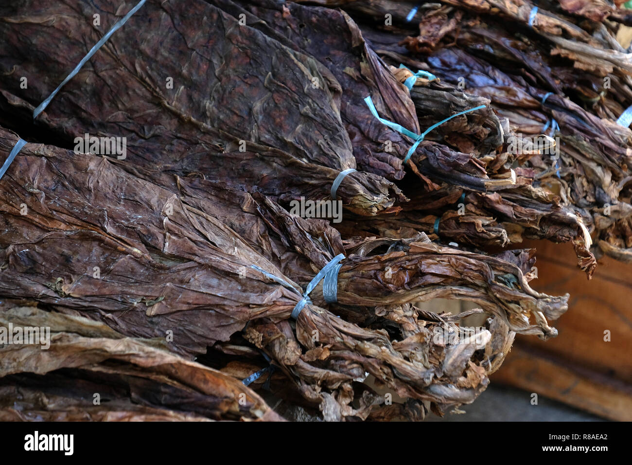 cellaring tobacco Cellaring Tobacco, why is it so important