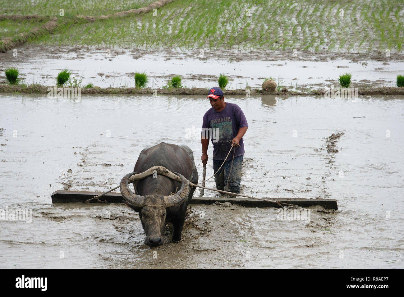 Farmer water buffalo carabao in hires stock photography and images Alamy