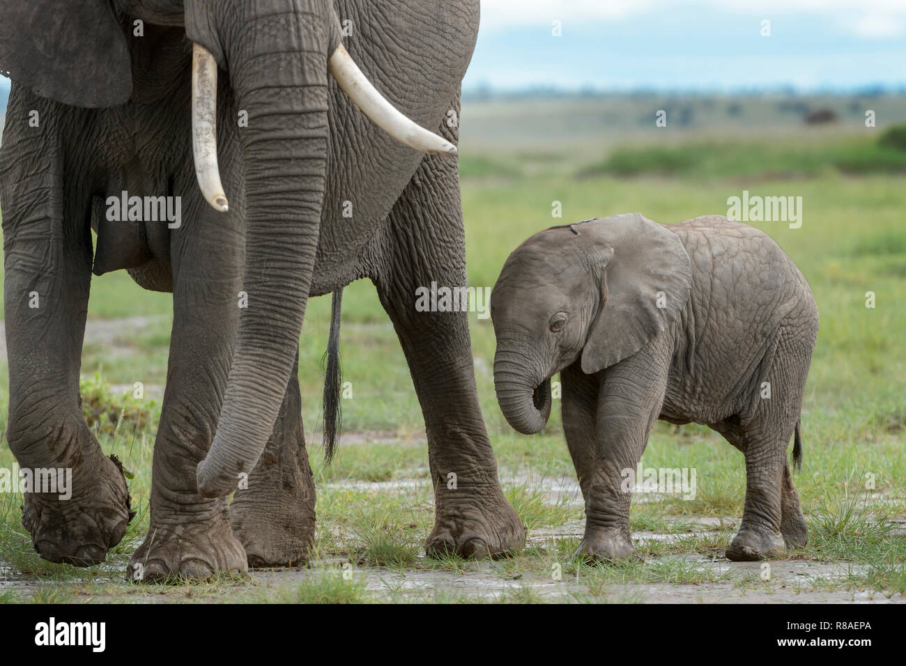 African Elephant Loxodonta Africana Baby Walking With Mother On Savanna Amboseli National Park Kenya Stock Photo Alamy
