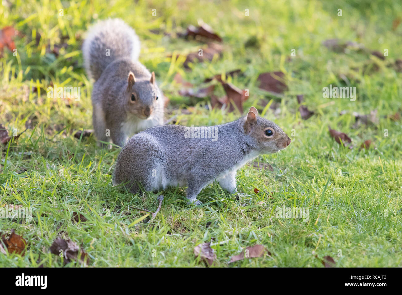 Squirrel Without Squirrel without tail hi-res stock photography and images - Alamy