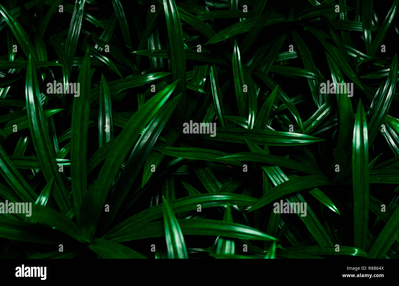 Closeup pandan leaves texture background. Green leaves with beautiful ...