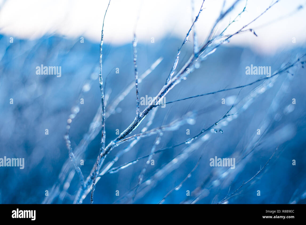 Frozen beautiful plants covered with icicles. Winter background. Selective focus. Shallow depth of field. Stock Photo