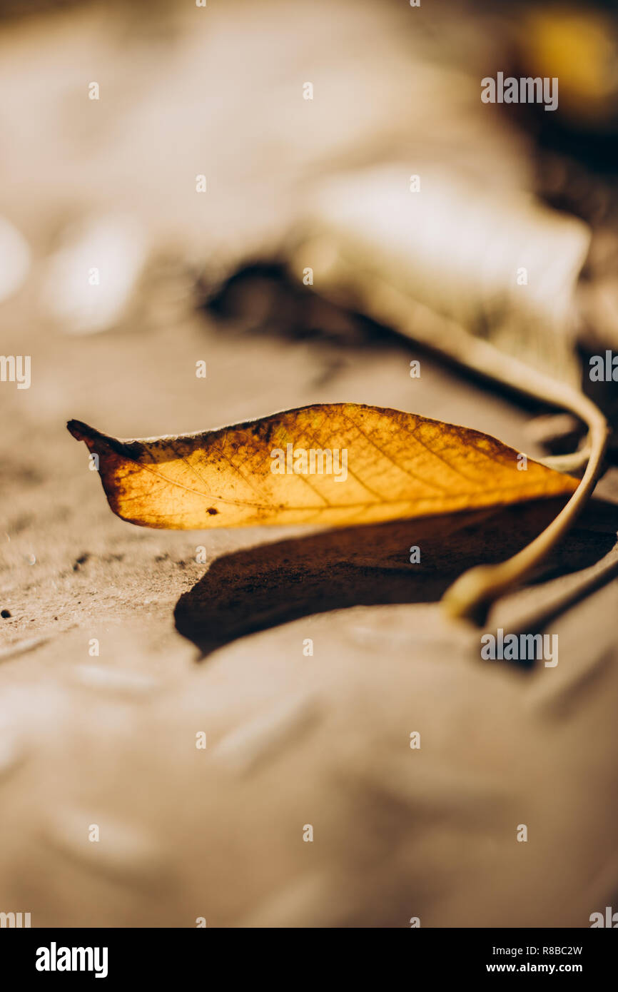 Autumn leaf on the ground in the sunlight Stock Photo - Alamy