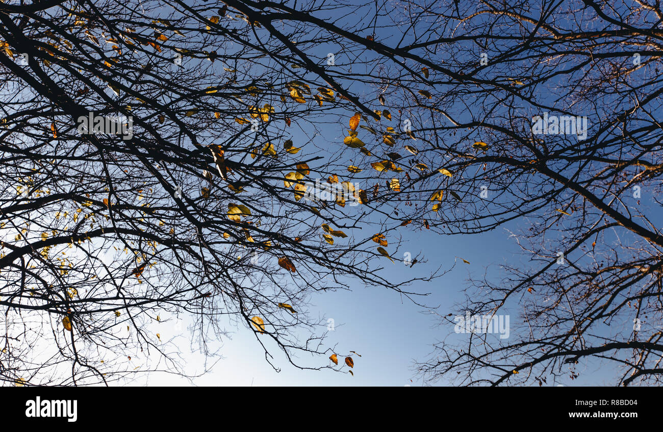 Autumn leaves with the blue sky background Stock Photo - Alamy