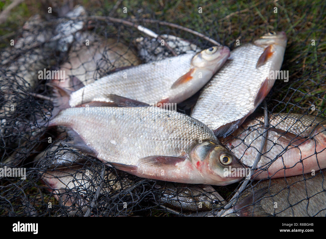 Fishing concept. Freshwater white bream or silver bream and common ...