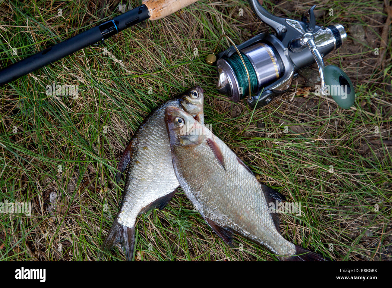 Fishing concept. Freshwater fish and fishing rods with reels on green  grass. Single freshwater white bream or silver bream and common bream known  as b Stock Photo - Alamy