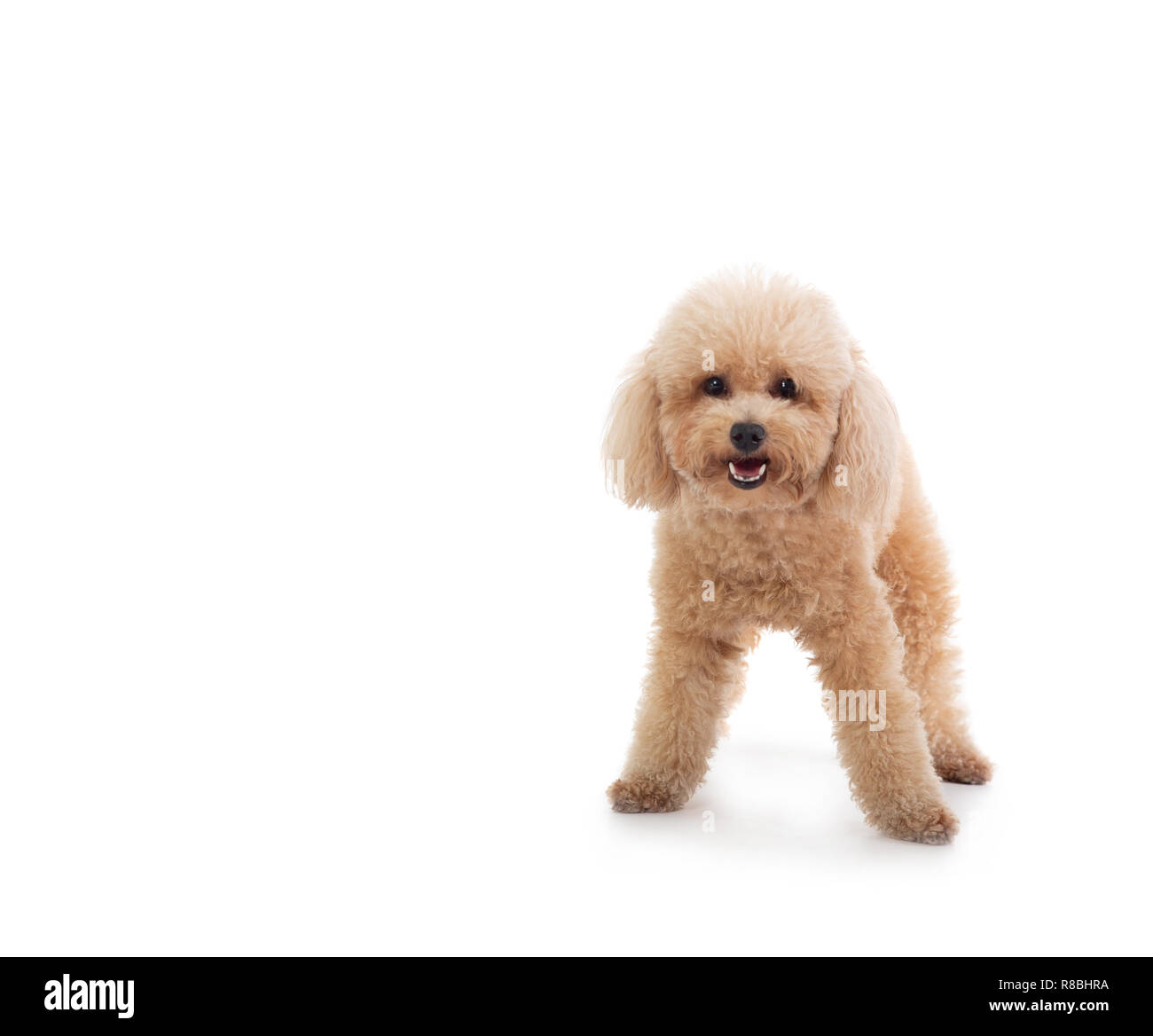 Cute small curly haired dogs 2025