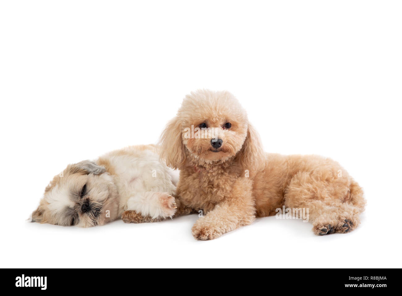 Are Toy Poodle Puppies Lazy