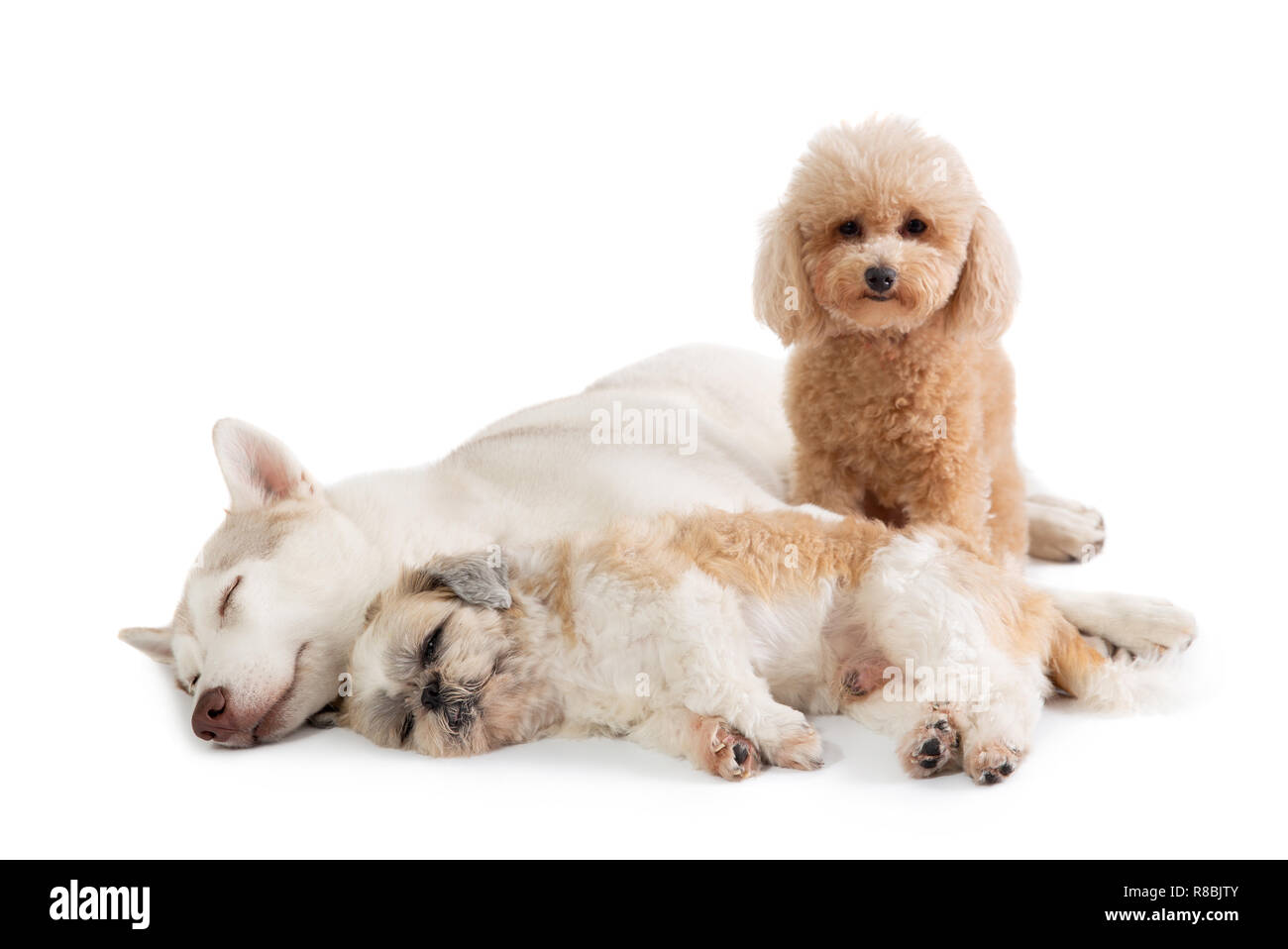 lazy poodle mix