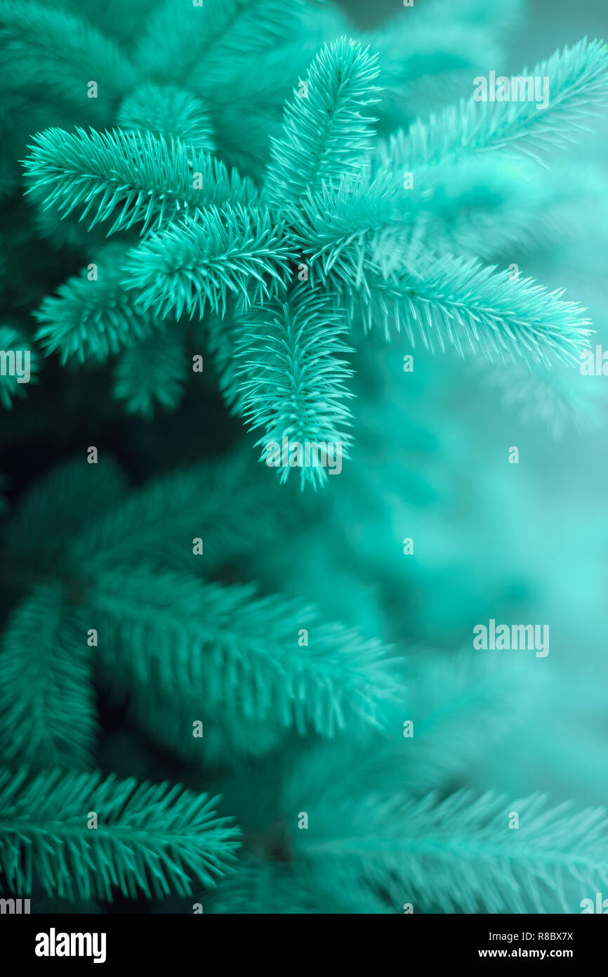 Blue spruce tree close hi-res stock photography and images - Alamy