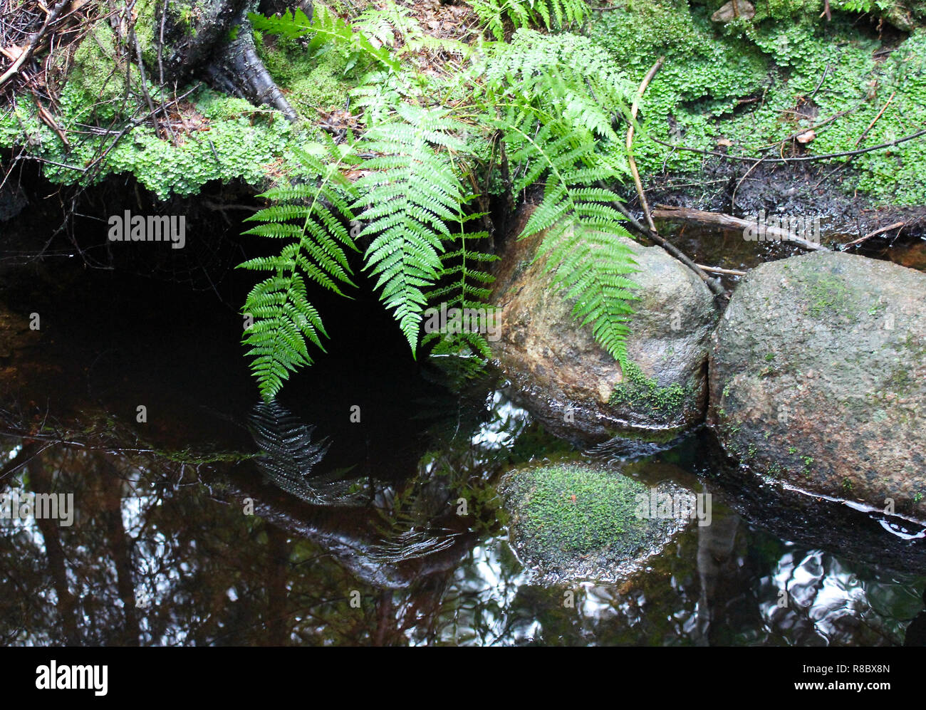 Body of water on the natural park of Nuuksio, at Espoo, southern Finland Stock Photo