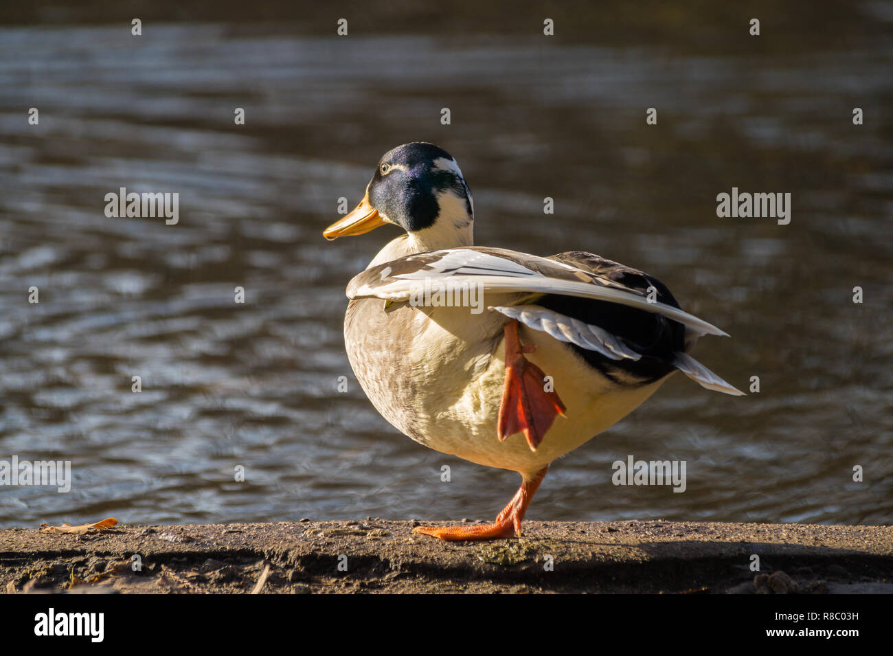 Close-up of a male Mallard Ducks (Anas platyrhynchos) who stands on one Leg. Stock Photo